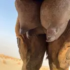 خلفه ساحليه