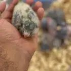 كويكر اخضر حجم جامبوا