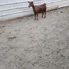 عنزين جنوبيات حليب شرط