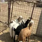 رخال سواكن تيلاد