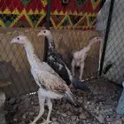 فروخ دجاج شامو ياباني