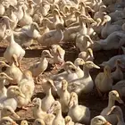 صوص بط بكيني