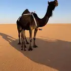 للبيع خلفه مجهم