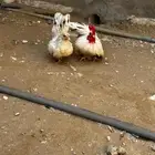 للبيع دجاج جبنيز