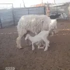 نعجه والد جرم وعضم (تحتها رخل )