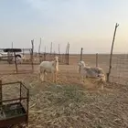 مكه المكرمه القنفذه