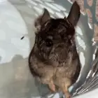 شنشيلا