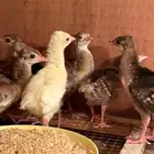 للبيع فروخ صيصان طاووس