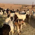 معزا دفيع