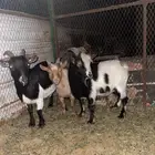 تيسين او صخله قزمين