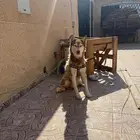 كلب هاسكي حراسه