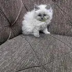 قطط هملايا بيور للبيع
