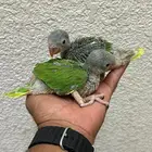 للبيع فروخ ذره هولندي كلير تل