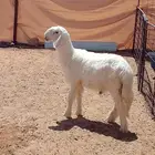 طلي مشروع فحل عيسي طول و ارتفاع وشعره كفو