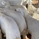 طليان حري للبيع