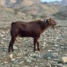 تيس للبيع