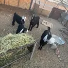 تيوس و جفار