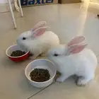 بيع ارنب ذكر وانثى نوع بلدي لونه ابيض