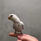 طير روز للبيع