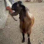 لأهل الصنف فحل قبرصي بيور