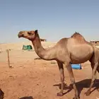 ناقتين بكرة صفراء وناقة شقحاء لقحات من شهر 8 هجري