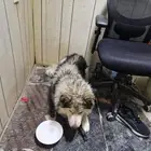 حصلت كلب مفقود