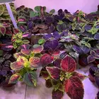 إعلان بيع نباتات سجاد