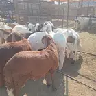 طليان سواكن مرابى