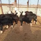نجدي نظيف ماشاءالله تبارك الرحمن