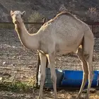 بكره