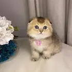 سكوتش فولد للبيع