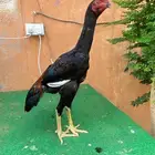 ديك شامو الماني .