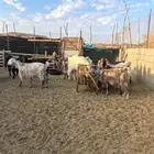 ماعز للبيع