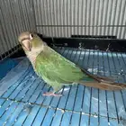 ببغاء كنيور
