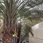 فحل نخل 3 متر للبيع