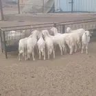 عدد 10كلها خرفان