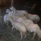 خرفان للبيع تربيه