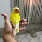 عصفور روز طير روز