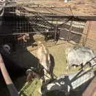 البيع. 8 روس