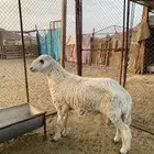للبيع طلي