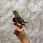 طير كروان للبيع