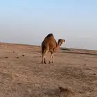 ناقة