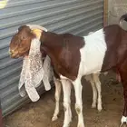 عنز هولنديه تحتها جفر