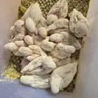 لبيع فروخ روز