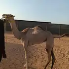 بكره مفروده بنت شاهين الحوات