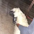 رخله عمرها 5 شهور