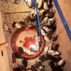 صيصان دجاج بلدي وفيومي