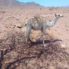 قعود مفرود للبيع