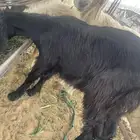 بغره كفو