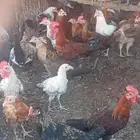 ديكه للبيع